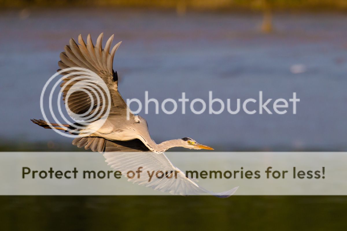 big bird :-) - 雀鸟专区 - dchome.